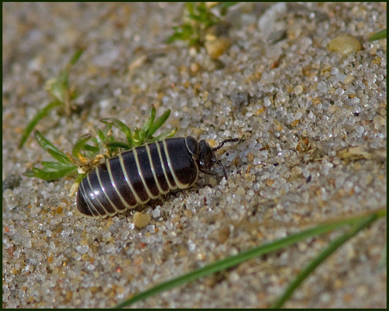 Klotfoting,  (Glomeris marginata).jpg