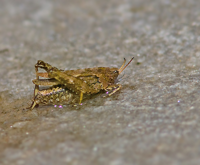 Slender groundhopper, Ängstorngrässhoppa (Tetrix subulata).jpg