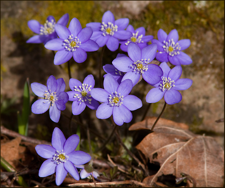 Blue Hepatica, Blåsippa (Hepatica nobilis).jpg