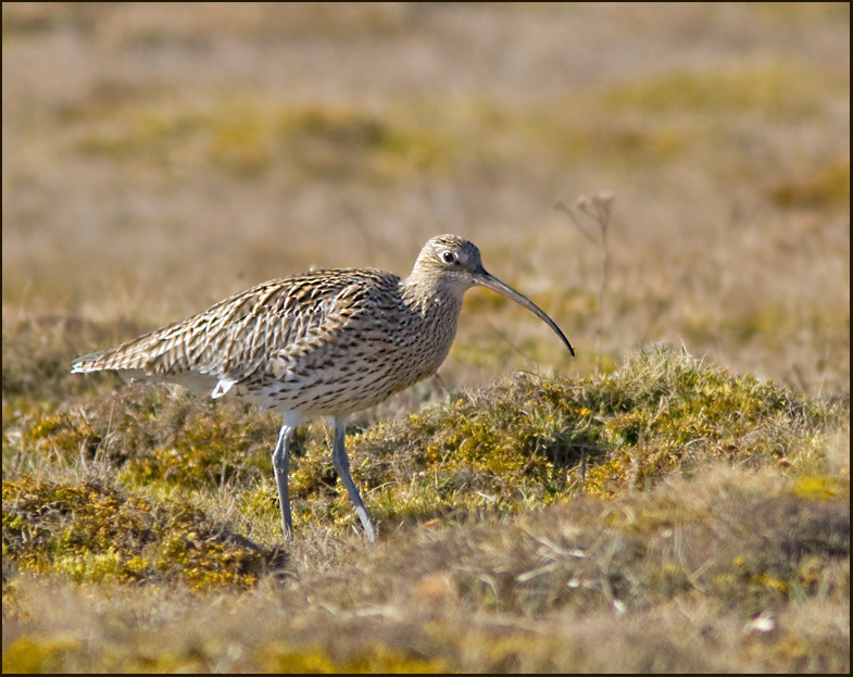Curlew, Storspov (Numenius arquata).jpg