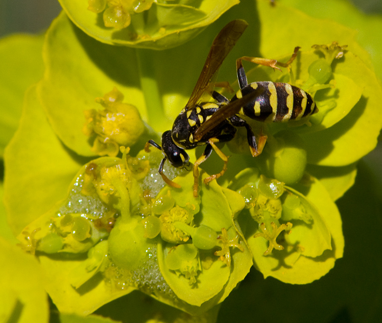 Paper Wasp .jpg