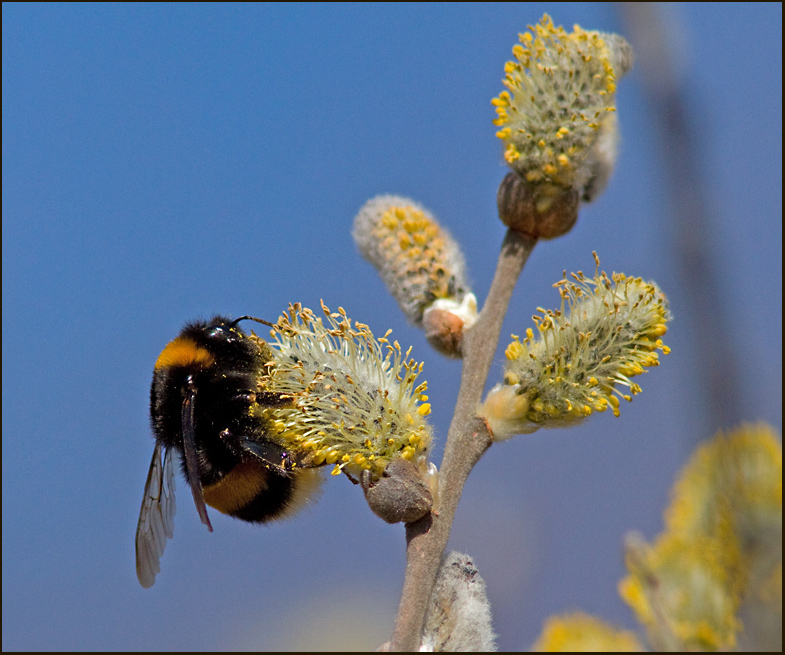 Buff-tailed Bumblebee, Mrk jordhumla  (Bombus terrestris).jpg
