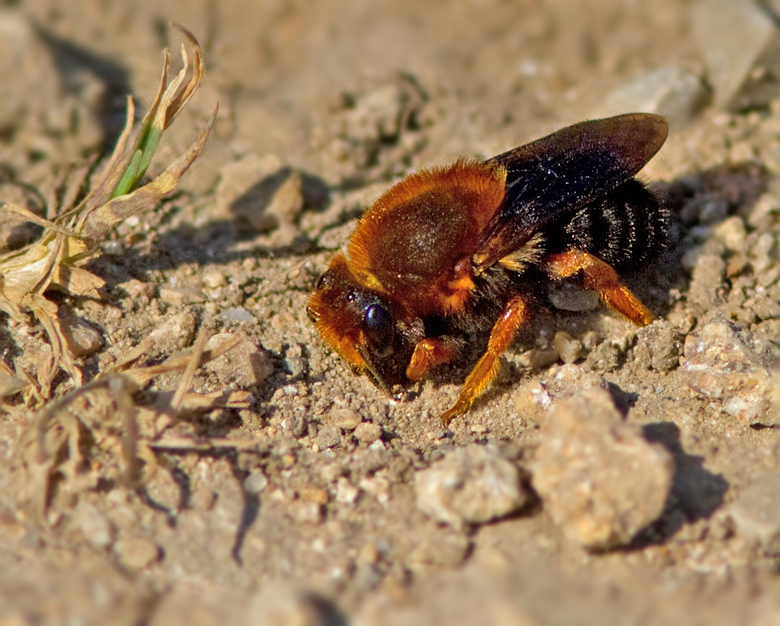 Solitary bee, Sandbi (Andrena sp.).jpg