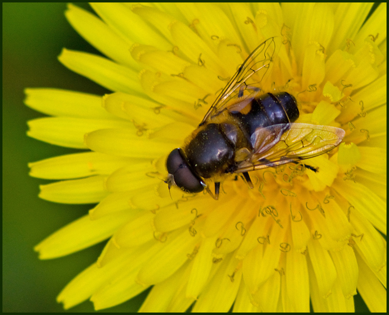 Fltslamfluga  (Eristalis interrupta).jpg
