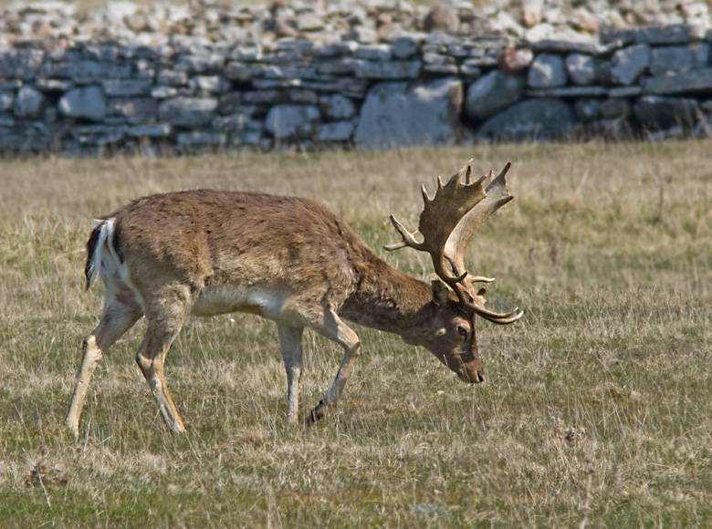  Dovhjort  (Dama dama).Fallow Deer buck,jpg