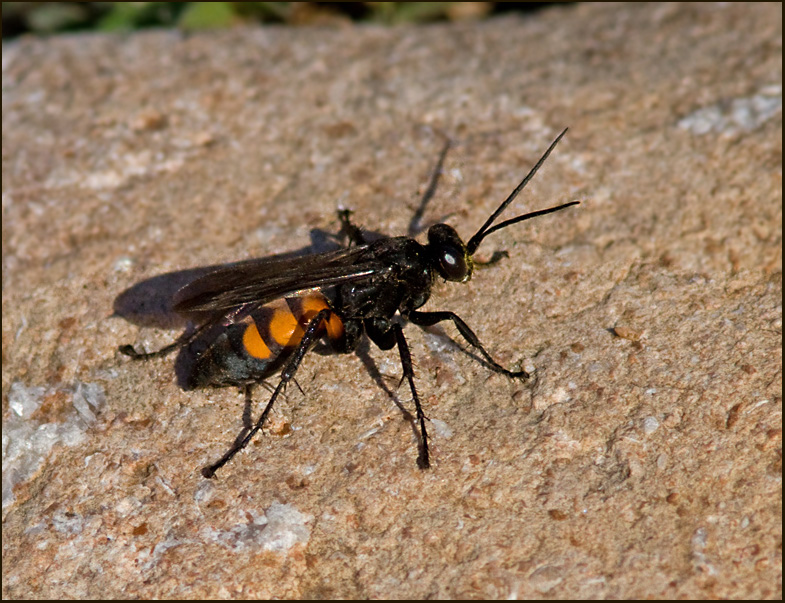 SPIDER HUNTING WASPS, VGSTEKLAR, Pompilidae