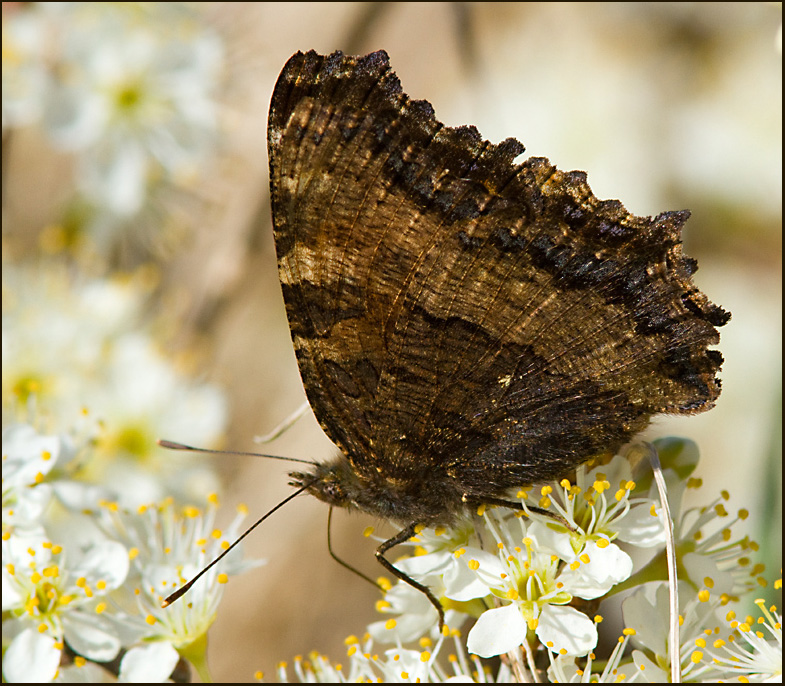 Large Tortoiseshell, Krsbrsfuks   (Nymphalis polychloros).jpg