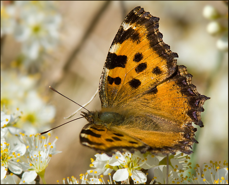 Large Tortoiseshell, Krsbrsfuks   (Nymphalis polychloros).jpg