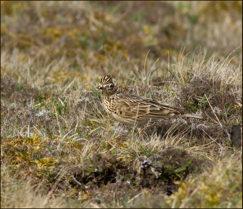 Skylark, Snglrka  (Alauda arvensis).jpg