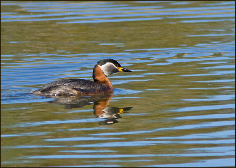 Red-necked Grebe,Grhakedopping  (Podiceps grisegena).jpg