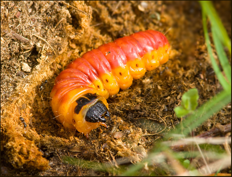 Goat Moth caterpillar, Strre trfjril larv  (Cossus cossus).jpg