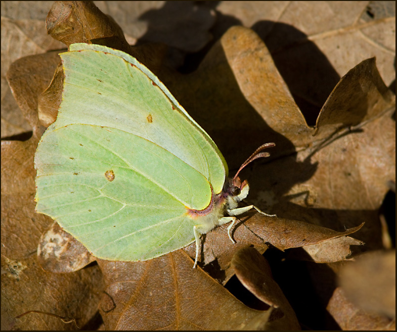 Brimstone female, Citronfjril hona   (Gonepteryx rhamni).jpg