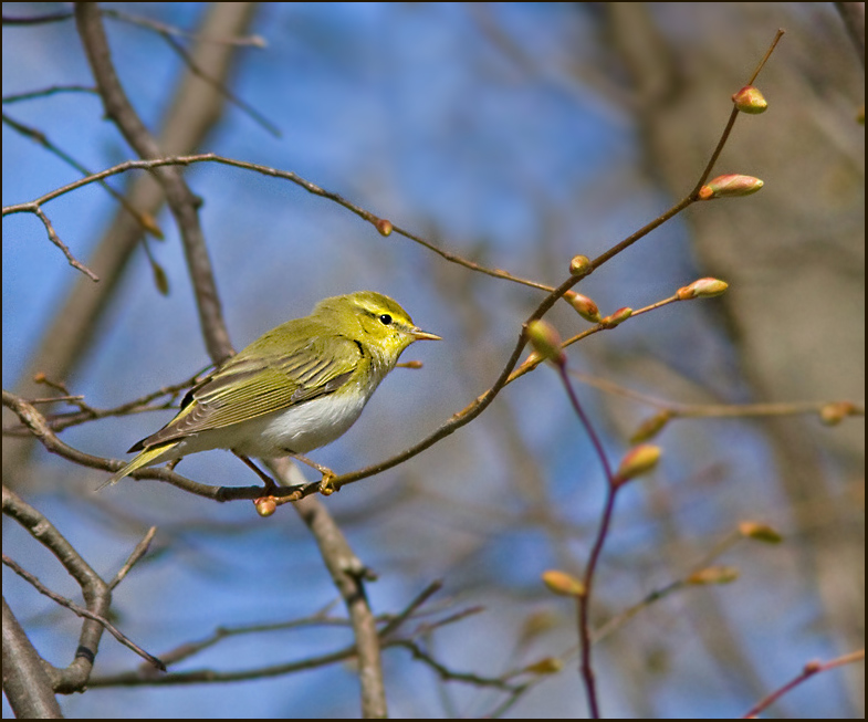 Wood Warbler, Grönsångare (Phylloscopus sibilatrix).jpg
