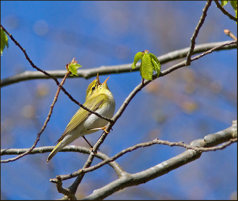 Wood Warbler, Grönsångare (Phylloscopus sibilatrix).jpg