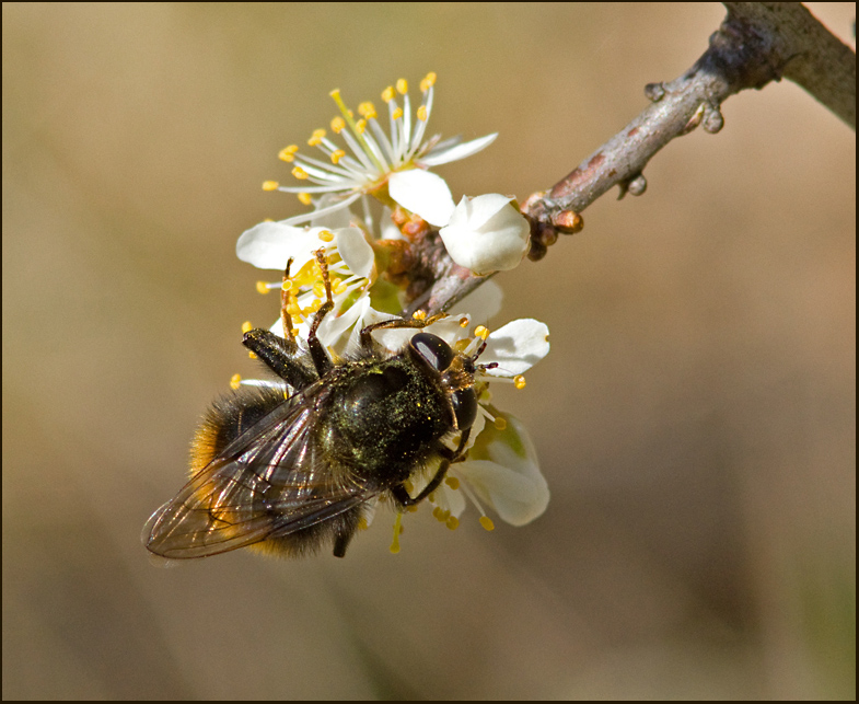 Humlelik pälsblomfluga (Criorhina ranunculi).jpg