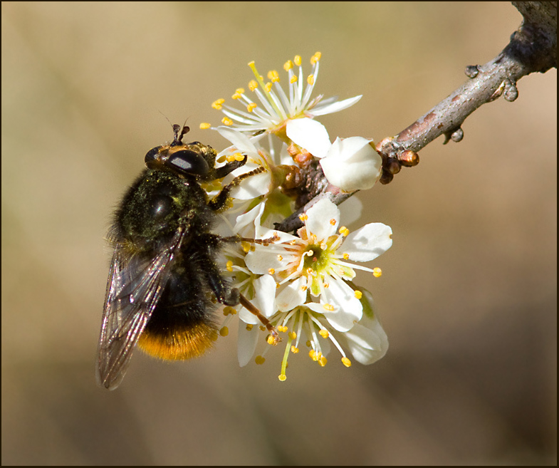 Humlelik pälsblomfluga (Criorhina ranunculi).jpg