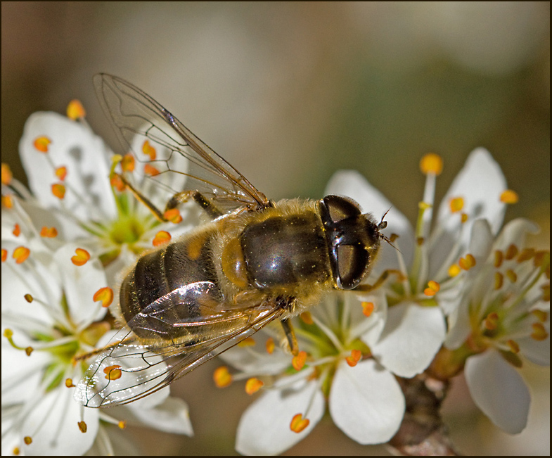 Vandrarslamfluga  (Eristalis similis).jpg