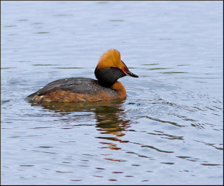 Slavonian grebe, Svarthakedopping  (Podiceps auritus)male.jpg