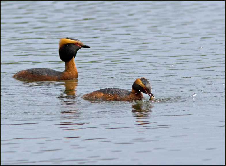 Slavonian grebe, Svarthakedopping  (Podiceps auritus).jpg