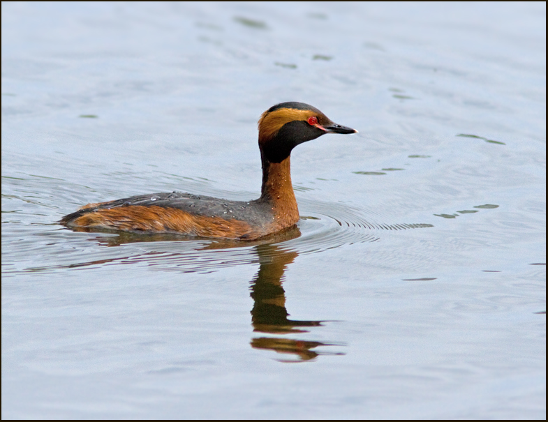 Slavonian grebe, Svarthakedopping  (Podiceps auritus)female.jpg