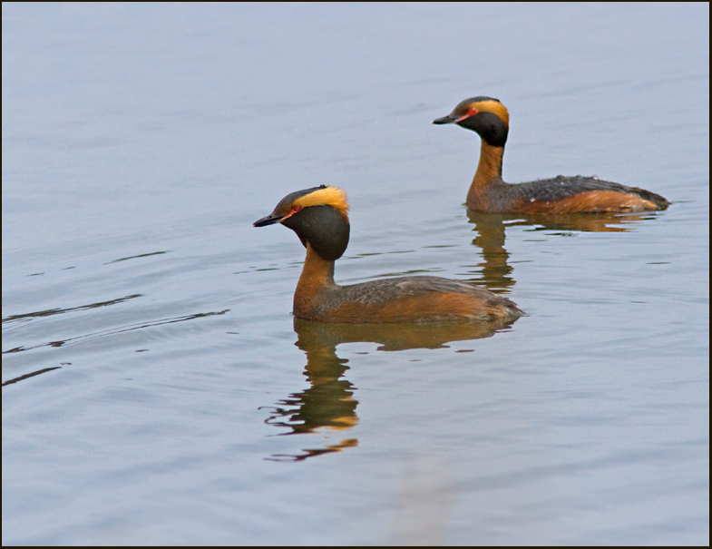 Slavonian grebe, Svarthakedopping  (Podiceps auritus).jpg