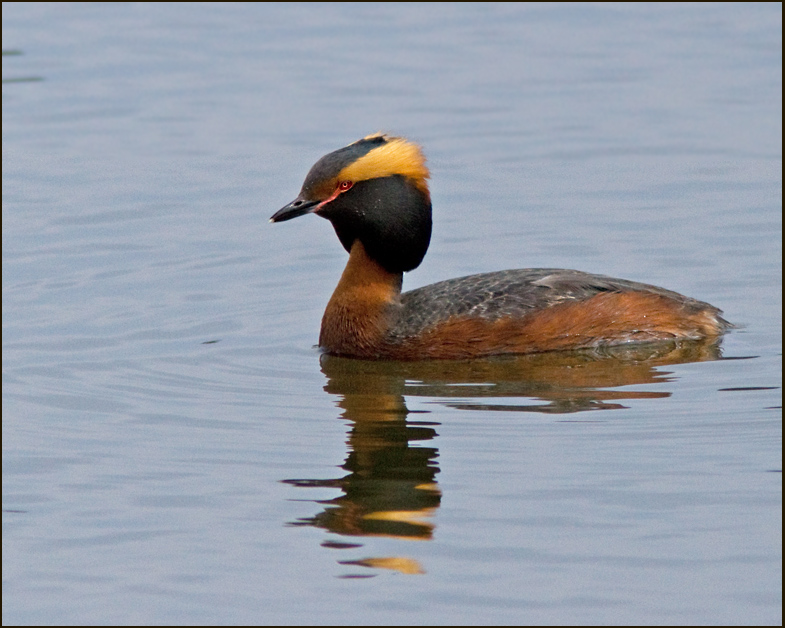 Slavonian grebe, Svarthakedopping  (Podiceps auritus)male.jpg