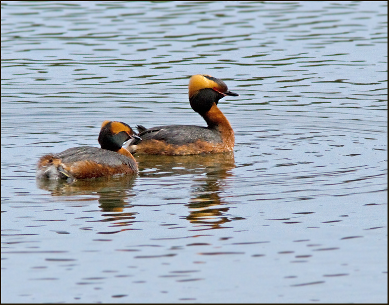 Slavonian grebe, Svarthakedopping  (Podiceps auritus).jpg