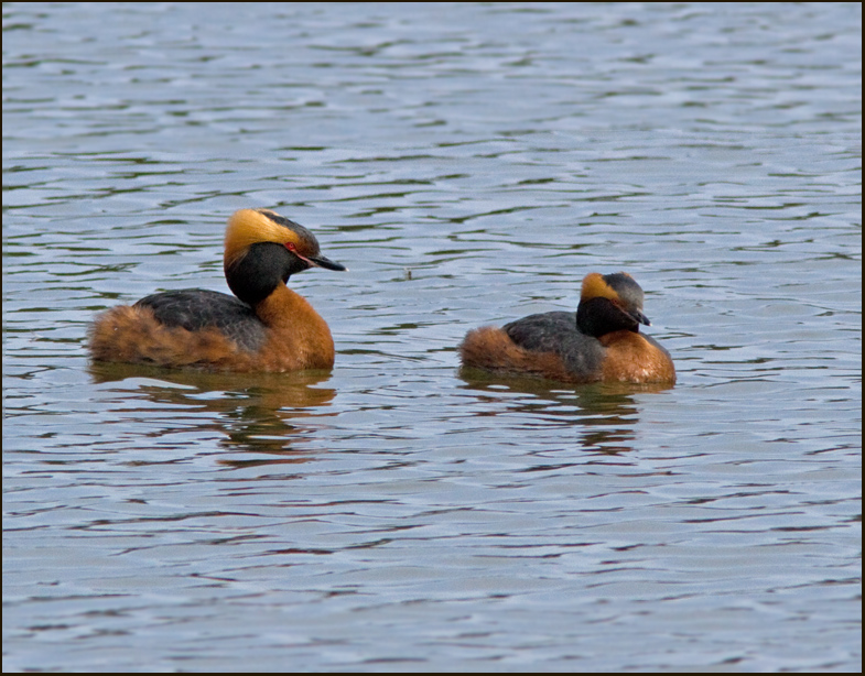 Slavonian grebe, Svarthakedopping  (Podiceps auritus).jpg