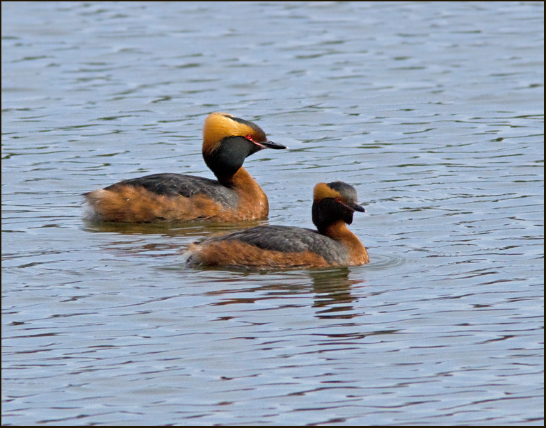 Slavonian grebe, Svarthakedopping  (Podiceps auritus).jpg