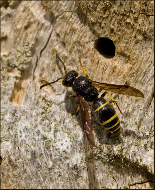 Masonry Wasp, Vggmurargeting  (Ancistrocerus parietinus).jpg