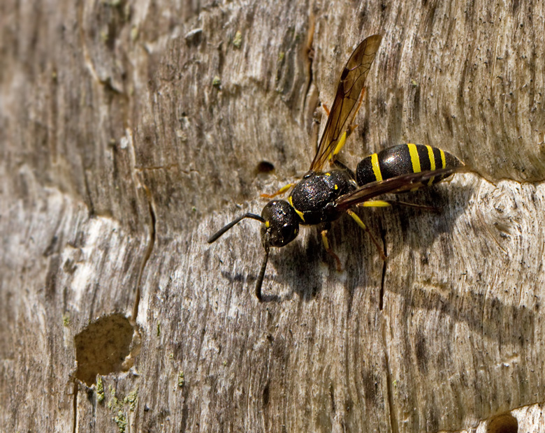 Masonry Wasp, Vggmurargeting  (Ancistrocerus parietinus).jpg