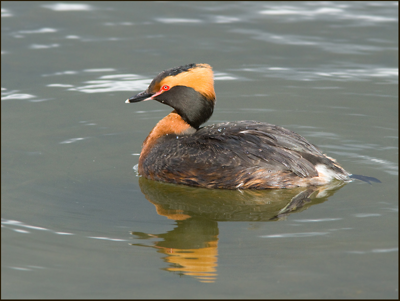 Slavonian Grebe, Svarthakedopping  (Podiceps auritus).jpg