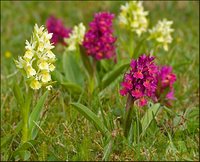 Elder-flowered Orchid, Adam och Eva  (Dactylorhiza sambucina).jpg