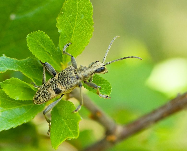  Black-spotted Pliers Support Beetle, Lvtrdlpare   (Rhagium mordax).jpg