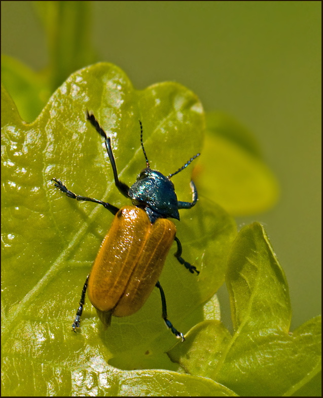  Labidostomis humeralis.jpg