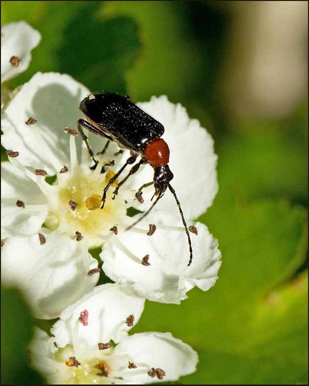 Rdhalsad kulhalsbock  (Dinoptera collaris).jpg