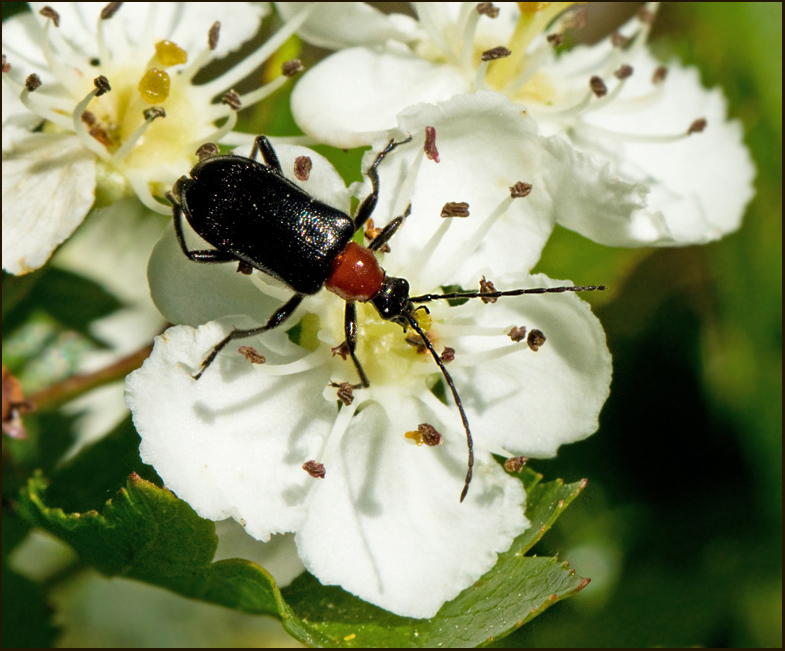 Rdhalsad kulhalsbock  (Dinoptera collaris).jpg