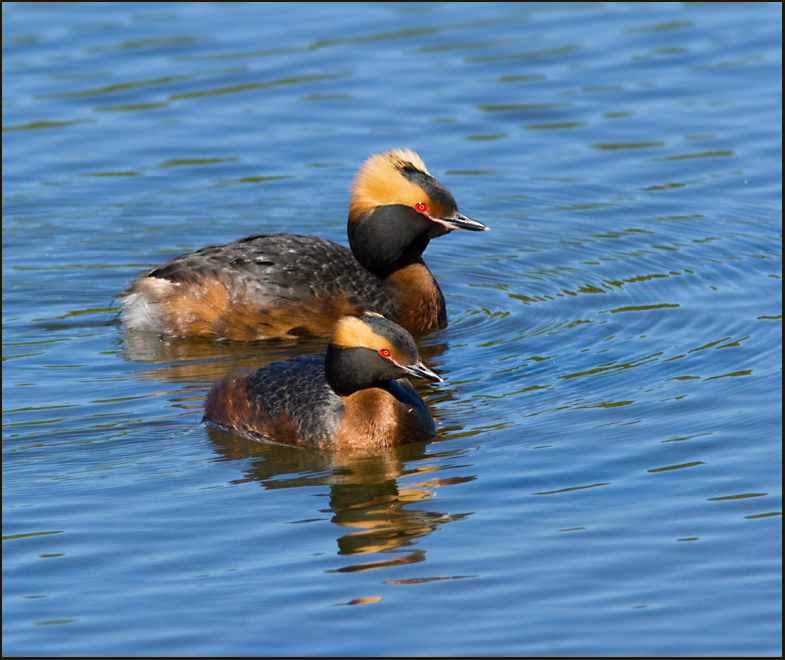 Slavonian Grebe, Svarthakedopping  (Podiceps auritus).jpg