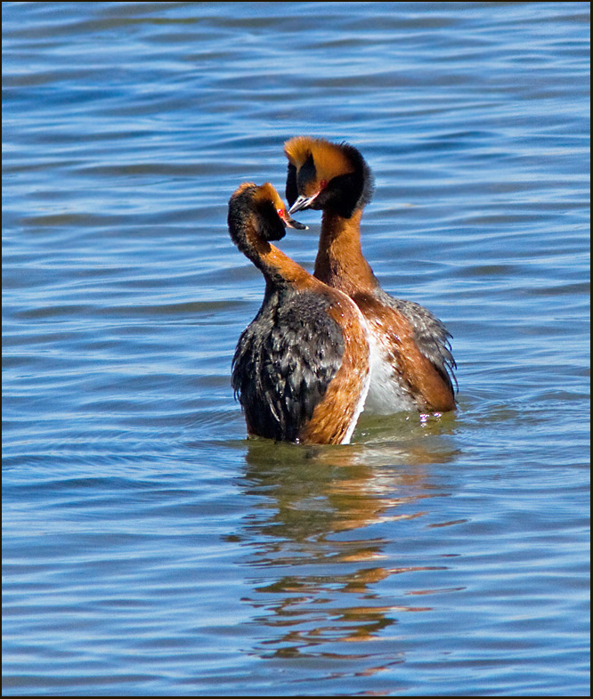 Slavonian Grebe, Svarthakedopping  (Podiceps auritus).jpg