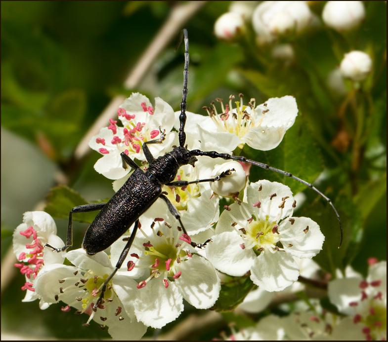 Capricorn Beetle, Mindre ekbock (Cerambyx scopoli).jpg