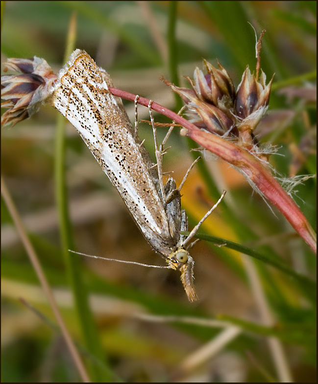 Bågbandgräsmott (Thisanotia chrysonuchella).jpg