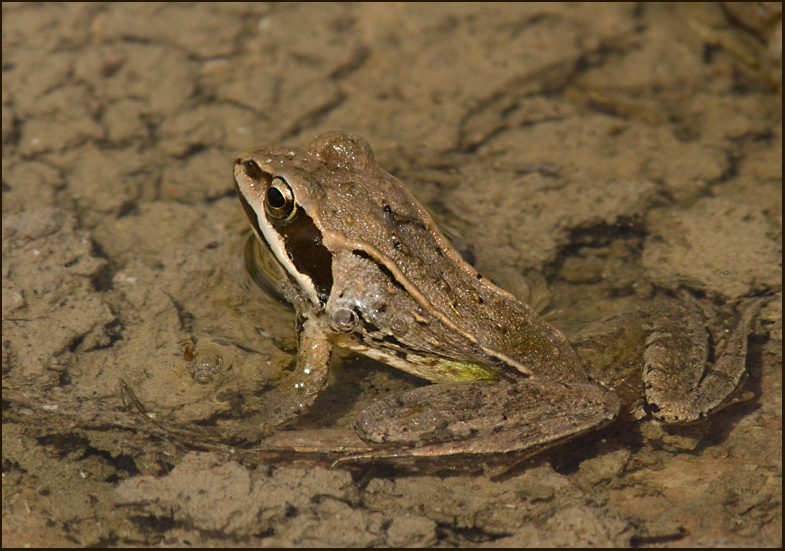 Moor Frog, kergroda  (Rana arvalis).jpg