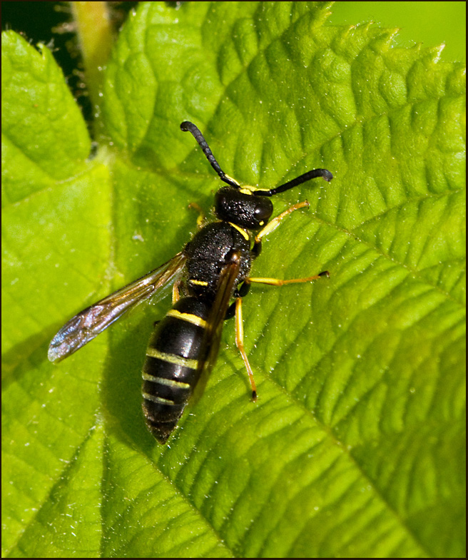 Masonary Wasp, Tagglergeting,  (Odynerus reniformis).jpg