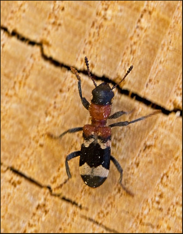 Ant Beetle, Myrbagge  (Thanasimus formicarius).jpg