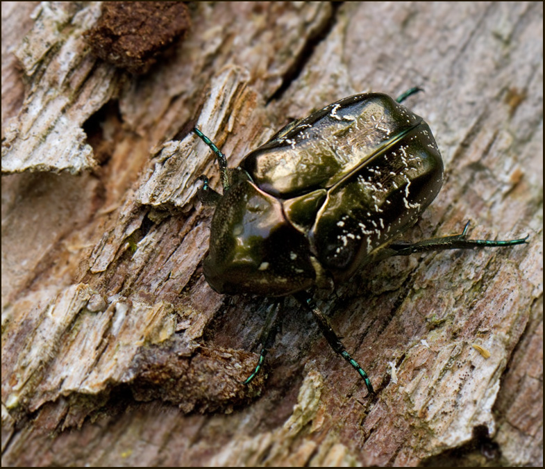 Marbled Rose Chafer, Brun guldbagge  (Protaetia marmorata).jpg