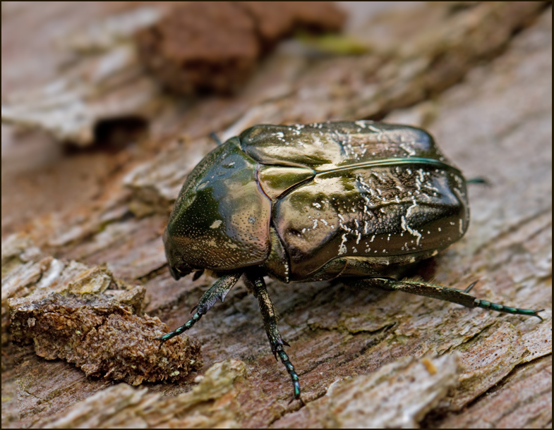 Marbled Rose Chafer, Brun guldbagge (Protaetia marmorata).jpg