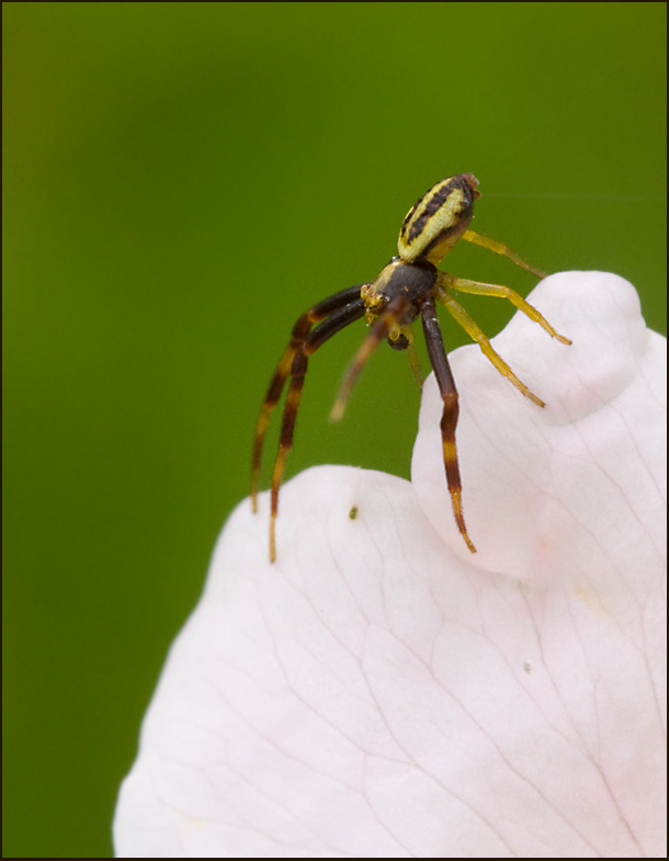 Crab Spider, Krabbspindel  (Misumena vatia)male, hane.jpg