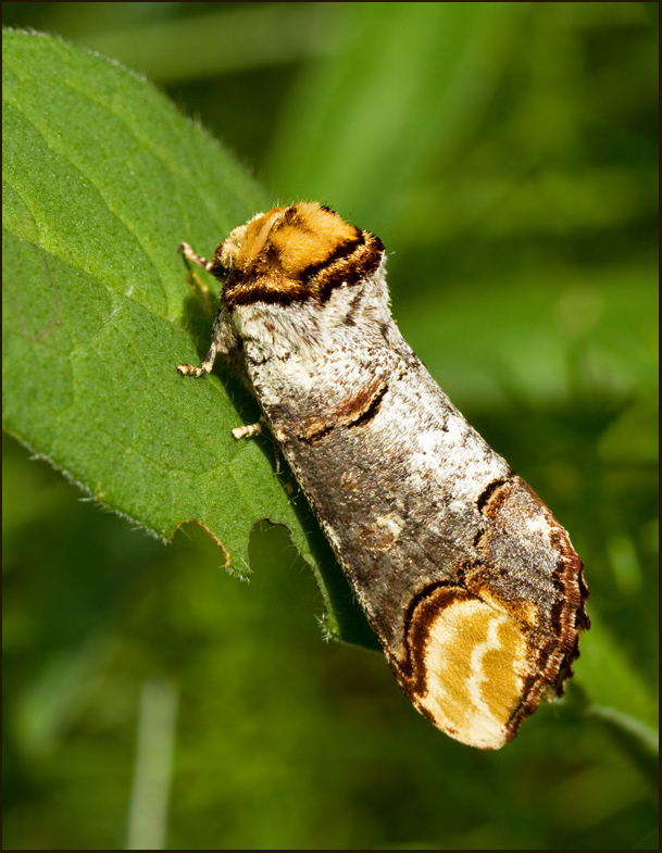 Swedish Prominent Moths, Tandvingar (Notodontidae)