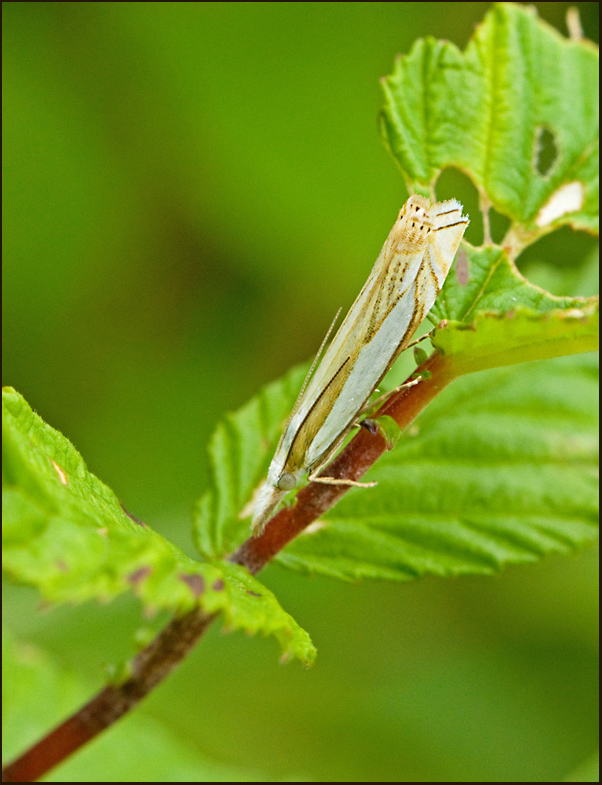 Sumpgräsmott (Crambus uliginosellus).jpg