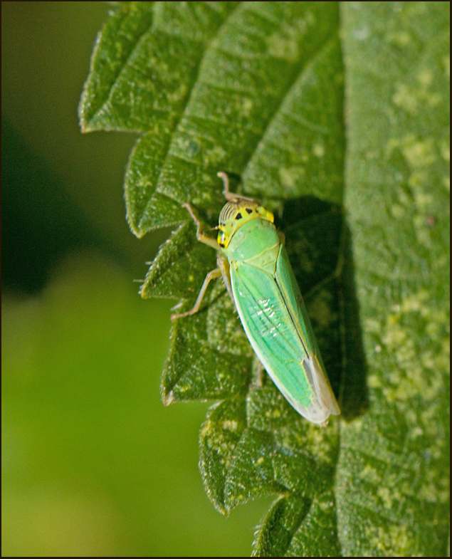Green Leaf-hopper, Blågrön kärrstrit  (Cicadella viridis).jpg